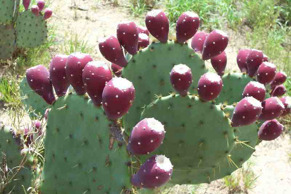 cactus water