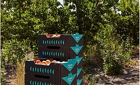 Arlette Fruits gets new creative packaging from Nueve Studio