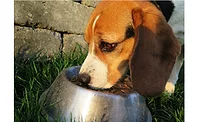 Mars Petcare Partners with Terracycle on Recycling Program