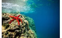 BillerudKorsnäs Joins Fight Against Ocean Litter