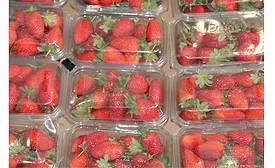 A Beginner’s Guide to FDA Food Contact Materials Regulations 