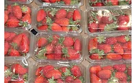 A Beginner’s Guide to FDA Food Contact Materials Regulations 