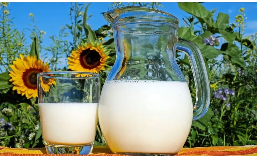 One of the Largest Dairy Producers Files for Bankruptcy