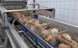 Mushroom Producer Switches to Tray Sealing