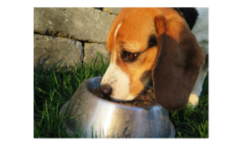 Pet Food Recall Expands Due to Aflatoxin Health Risk