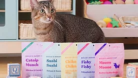 cat_treat_collection.jpg