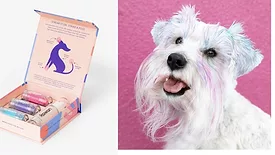 dog dyeweb.jpg