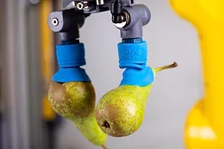 Piab_fruit_cup.jpg