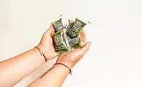 Compostable sachets for wheatgrass shots