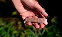 Hand holding dissolvable pod.png Hand-holding-dissolvable-pod.png