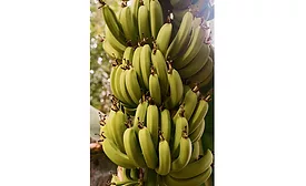 Bananas growing on tree