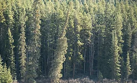 Image of a pine tree forest