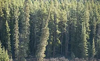 Image of a pine tree forest
