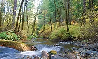 HazelCreekInTheFall HazelCreekInTheFall
