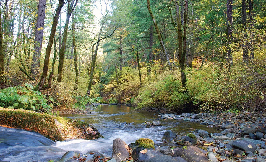 HazelCreekInTheFall