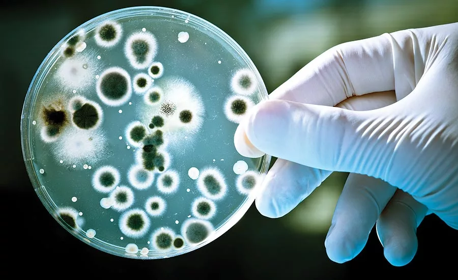 Corrugated packaging helps prevent micro-biological contamination