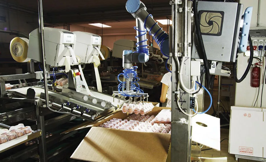 Cascina Italia S.p.A., automated egg handling
