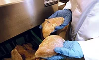 contamination inspection of wet products