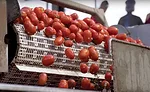 Canned fruits and vegetables
