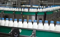 Milk is the most popular dairy product