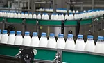 Milk is the most popular dairy product