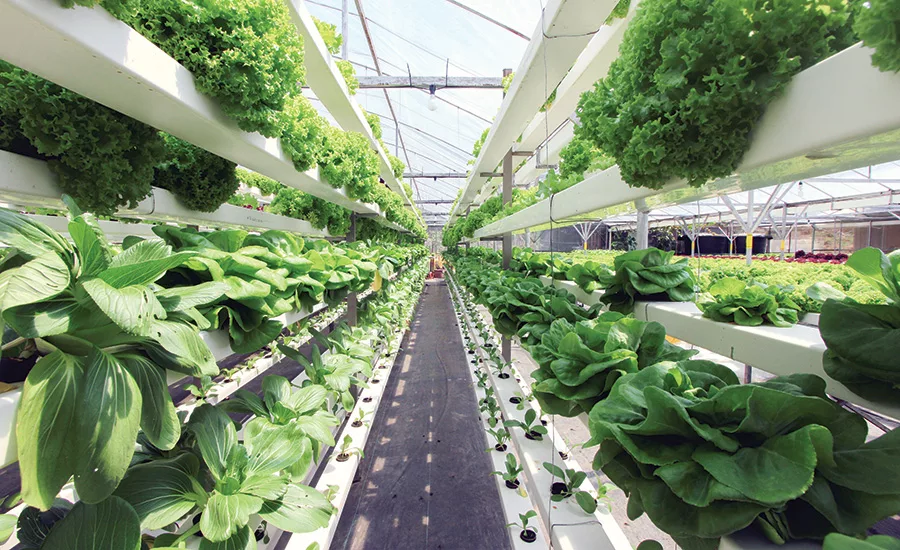 conveyors are used in vertical farming