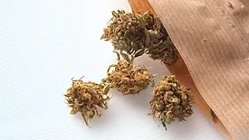 Medical cannabis in paper packaging