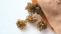 Medical cannabis in paper packaging