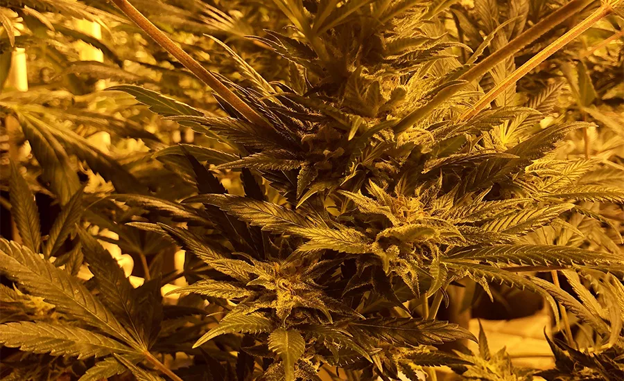 A Funny Thing Happened on the Way to the Pot Dispensary