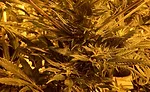 A Funny Thing Happened on the Way to the Pot Dispensary