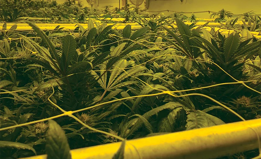 A Funny Thing Happened on the Way to the Pot Dispensary