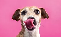 The New Era Of Pet Packaging