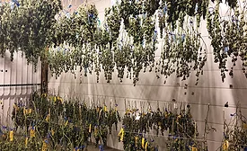 Cannabis: Land Of Exploding Business Models