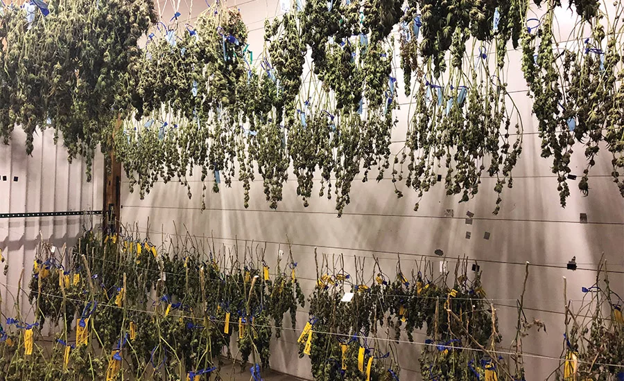 Cannabis: Land Of Exploding Business Models