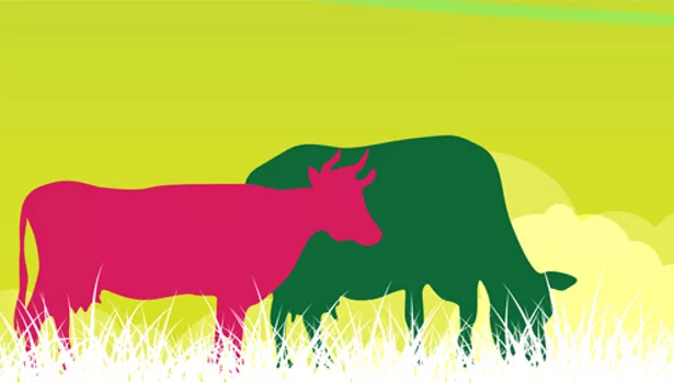 claim trends cow color graphic