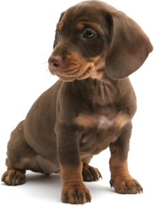 pet-body