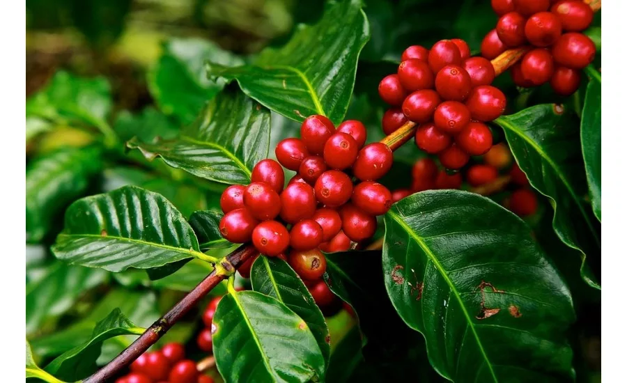 Coffee flour reusable ingredient in foods