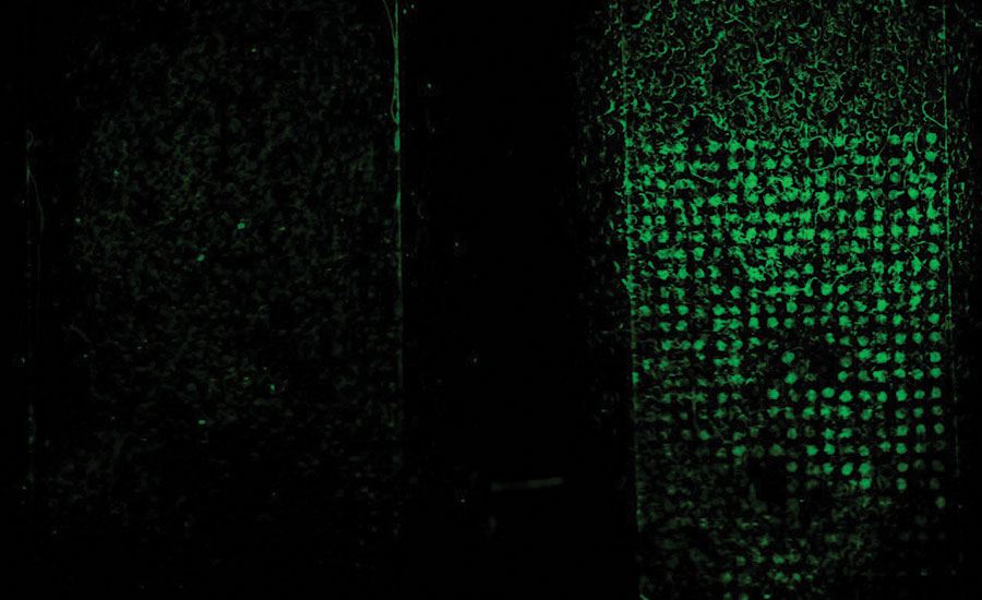 readout from the sensor, green glow signifies contaminated food
